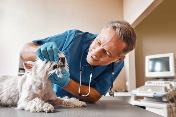 Best Emergency Dentist for Knocked-Out Tooth in Slippery Rock University, PA